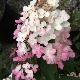 Hortensia � panicules Magical Fire