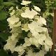 Hortensia � panicules Mega Mindy