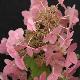 Hortensia � panicules Mega Mindy