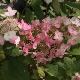 Hortensia � panicules Mega Mindy