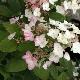 Hortensia � panicules Mega Mindy