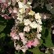 Hortensia � panicules Mega Mindy