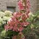 Hortensia � panicules Megapearl