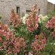 Hortensia � panicules Megapearl