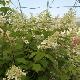 Hortensia � panicules Megapearl