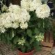 Hortensia � panicules Phantom