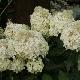 Hortensia � panicules Phantom