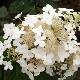 Hortensia � panicules Pink Diamond