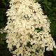 Hortensia � panicules Pink Diamond