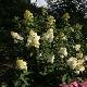 Hortensia � panicules Pink Diamond