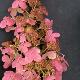Hortensia � panicules Pink Diamond
