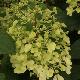 Hortensia � panicules Pinky Winky