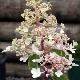 Hortensia � panicules Pinky Winky