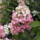 Hortensia � panicules Pinky Winky