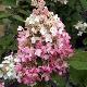 Hortensia � panicules Pinky Winky