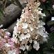 Hortensia � panicules Pinky Winky