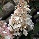 Hortensia � panicules Pinky Winky