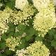 Hortensia � panicules Silver Dollar