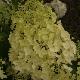 Hortensia � panicules Silver Dollar