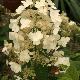 Hortensia � panicules Tardiva