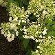 Hortensia � panicules Unique