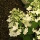 Hortensia � panicules Unique