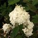 Hortensia � panicules Vanille Fraise