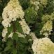 Hortensia � panicules Vanille Fraise