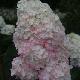 Hortensia � panicules Vanille Fraise