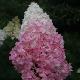 Hortensia � panicules Vanille Fraise