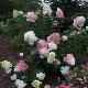 Hortensia � panicules Vanille Fraise