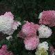Hortensia � panicules Vanille Fraise