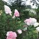 Hortensia � panicules Vanille Fraise