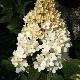 Hortensia � panicules Vanille Fraise
