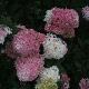 Hortensia � panicules Vanille Fraise