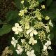 Hortensia � panicules white lady