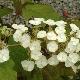 Hortensia � feuilles de ch�ne Sike's Dwarf