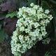 Hortensia � feuilles de ch�ne Snow Flake