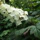 Hortensia � feuilles de ch�ne Snow Queen