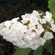 Hortensia � feuilles de ch�ne Snow Queen