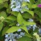 Hortensia � fleurs plates Blue Deckle