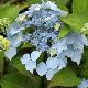 Hortensia � fleurs plates Blue Deckle