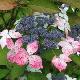 Hortensia � fleurs plates Grayswood