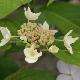 Hortensia � fleurs plates Grayswood