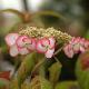 Hortensia � fleurs plates kiyosumi-sawa