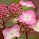 Hortensia � fleurs plates kiyosumi-sawa
