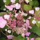 Hortensia � fleurs plates Klaveren