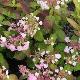 Hortensia � fleurs plates Klaveren