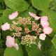 Hortensia � fleurs plates Klaveren