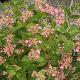 Hortensia � fleurs plates Mont-aso